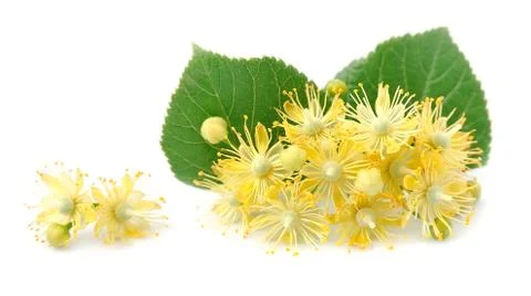 Linden flowers Foto stock