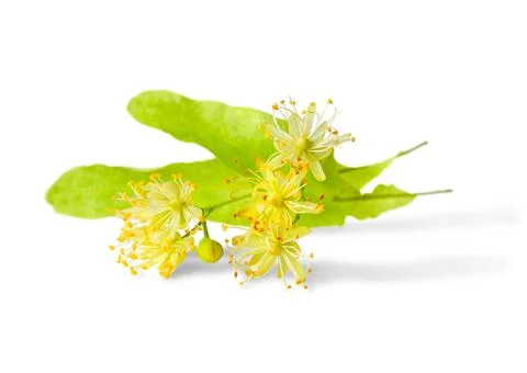 Linden flowers Stock Photos