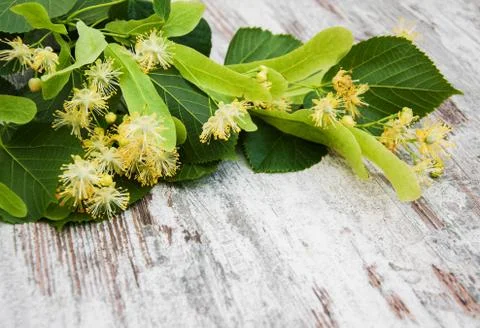 Linden flowers on the table Stock Photos