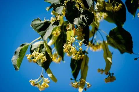 Linden flowers on the tree Stock Photos