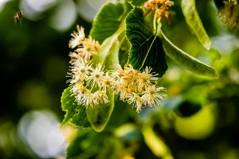 Linden flowers on the tree Stock Photos