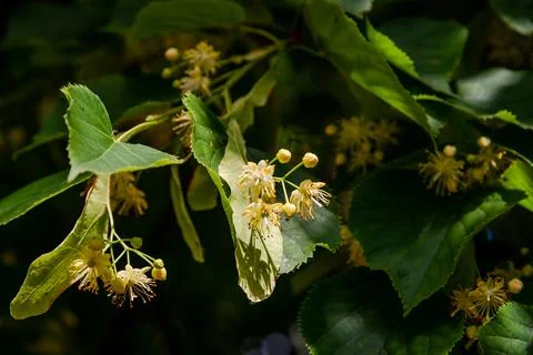 Linden flowers on the tree Stock Photos
