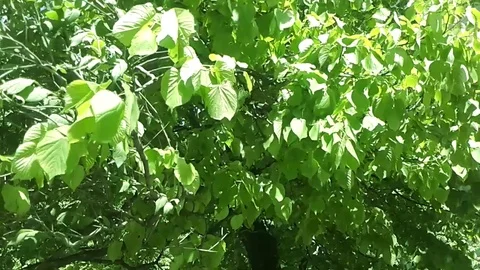 Linden foliage swaying in the wind Stock Footage 81016859