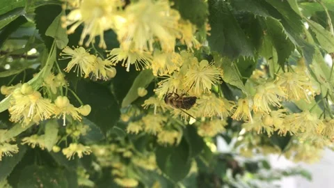 Linden Stock Footage 133050615