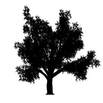 Linden イラスト素材