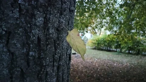 Linden leaf. autumn tree leaf, rainy park, wind Stock Footage 211885118