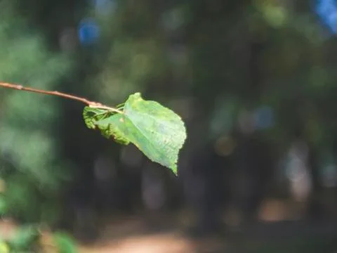 Linden leaf close-up on a branch Stock Photos