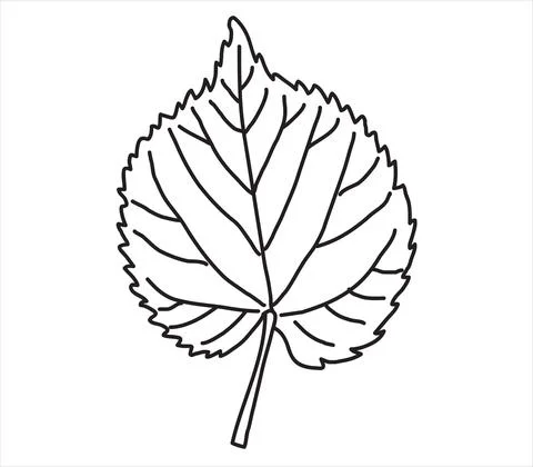 Linden leaf in the doodle style Stock Illustration