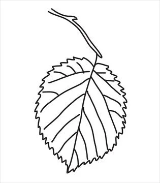 Linden leaf in the doodle style Stock Illustration