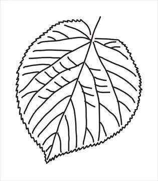Linden leaf in the doodle style Stock Illustration