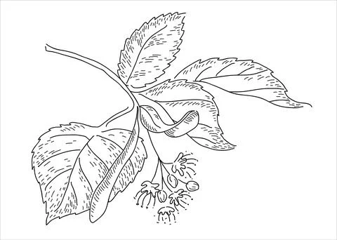 Linden leaf in the doodle style Illustrazione stock