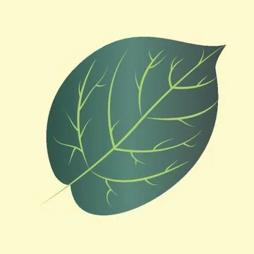Linden Leaf Stock Illustration