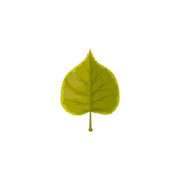Linden leaf vector icon, cartoon tree foliage Illustrazione stock