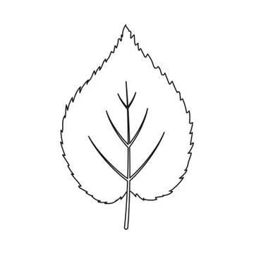 Linden leaf vector icon in outline style for web 스톡 일러스트