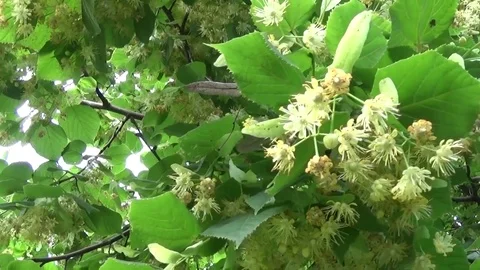 Linden leaves and flowers with wind blowing close up. Tilia. Stock Footage