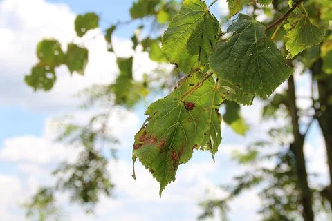 Linden leaves Photos