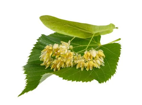Linden Stock Photos
