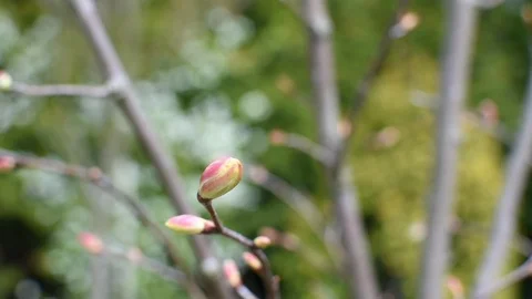 Linden in the spring Stock Footage 107036368