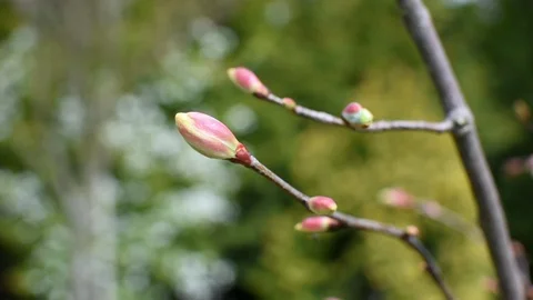 Linden in the spring Stock Footage 107036370