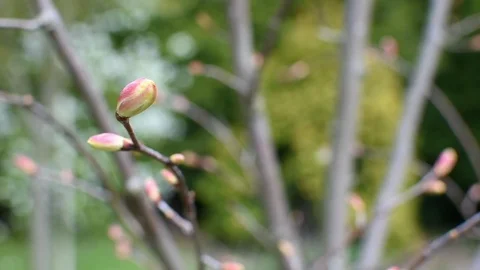 Linden in the spring Stock Footage 107036375