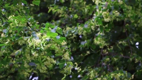 Linden in summer Stock Footage 76756177