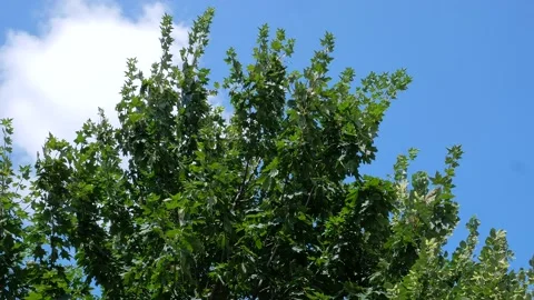 Linden tree and maple branches sway in the wind against the sky Stock Footage 159344695