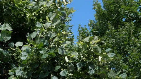 Linden tree and maple branches sway in the wind against the sky Stock Footage 159344802