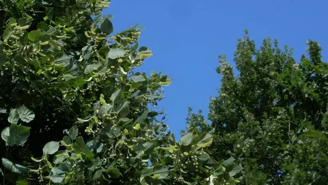 Linden tree and maple branches sway in the wind against the sky Stock Footage 159344809