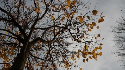 Linden tree in autumn 動画素材 104839868