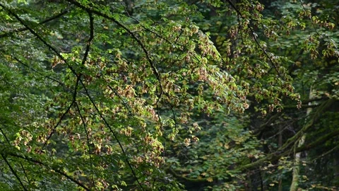 Linden Tree in Autumn Stock Footage 140360158