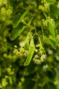 The linden tree in bloom Stock Photos