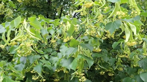 Linden tree in bloom. Video Stock Footage 336334334