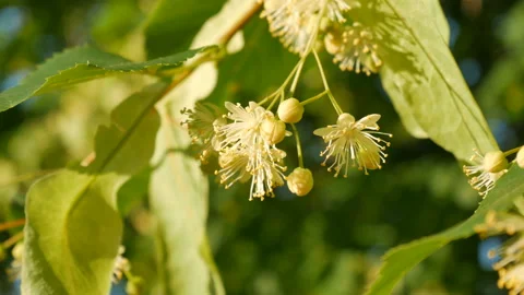 Linden tree in blossom, linden flowers closeup Stock Footage