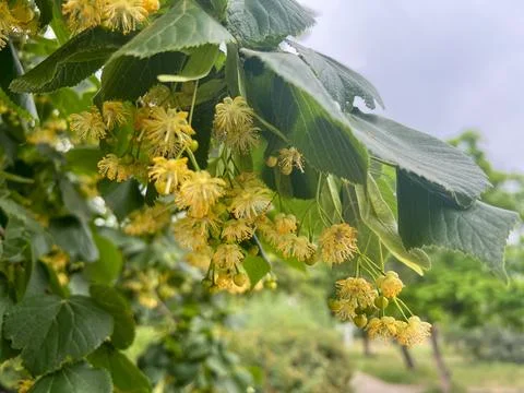 Linden tree blossoming in spring with fragrant yellow flowers Stock Photos