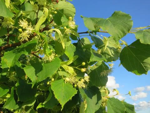 Linden tree blossoms Foto stock