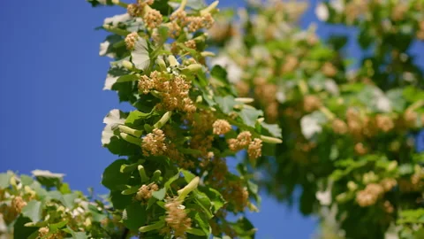 Linden tree branches with blooming flowers blowing in the wind Video stock 345868054