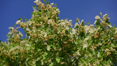 Linden tree branches with flowers blowing in the wind Video stock 345865184