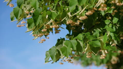 Linden tree branches with flowers swaying in the wind Video stock 345865114