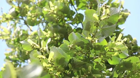 Linden tree, branches Vídeo Stock 31046457