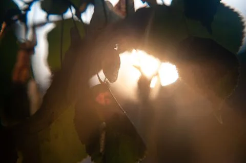 Linden tree branches at sunset in the sun Stock Photos