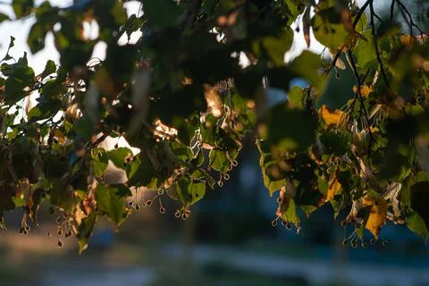 Linden tree branches at sunset in the sun Stock Photos