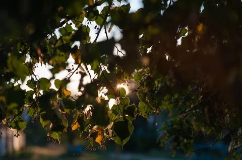 Linden tree branches at sunset in the sun Stock Photos