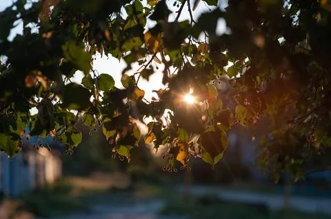 Linden tree branches at sunset in the sun Stock Photos