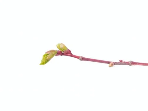 Linden tree bud on white Stock Photos