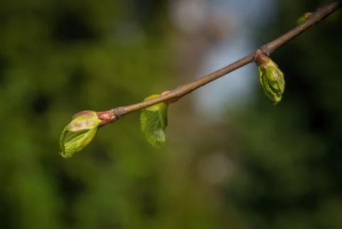Linden tree with buds Stock Photos