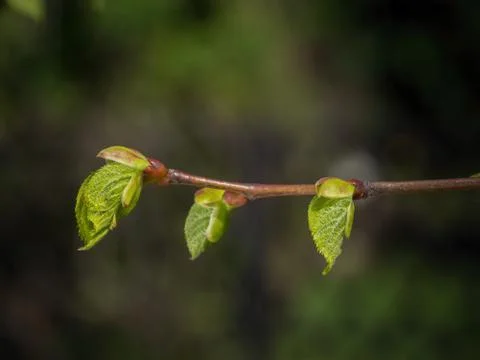 Linden tree with buds Stock Photos