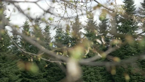 Linden Tree Close-Up In The Spring Garden Stock Footage 153611755