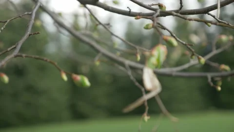 Linden Tree Close-Up In The Spring Garden Stock Footage 153612417