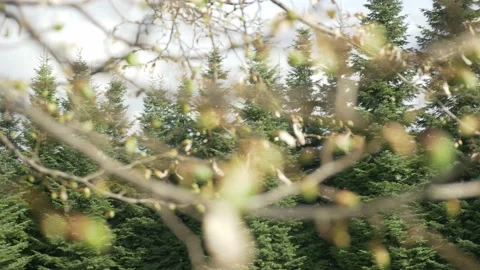 Linden Tree Close-Up In The Spring Garden Stock Footage 153612429