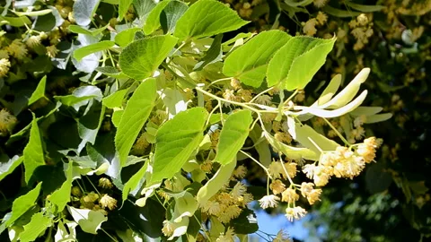 Linden tree closeup under wind weather, summer environment diversity. Video stock 90910819